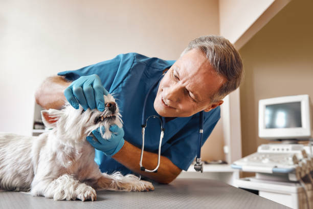 Best 24-Hour Emergency Dental Care in Sanibel, FL